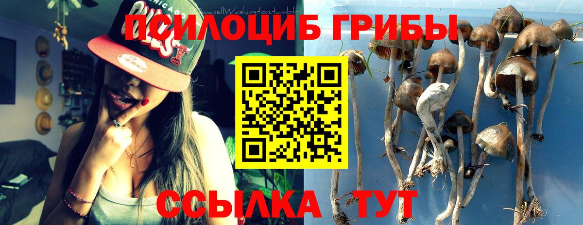 Гудермес  купить наркотик  Вход с VPN  Псилоцибиновые грибы MAGIC MUSHROOMS  Псилоцибиновые грибы Psilocybe 